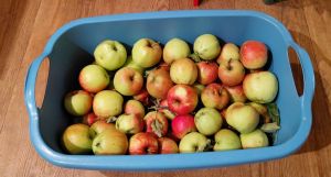 Een kwart van de appel oogst van 2025