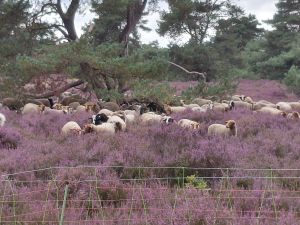 Schaapjes op de bloeiende heide in Itterbeck
