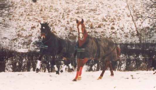 Talent en Nobby in de sneeuw