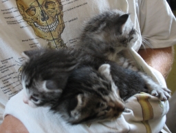 De 3 kittens van aanlooppoes