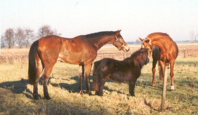 Talent, Max en Nobby in een weiland in Drente