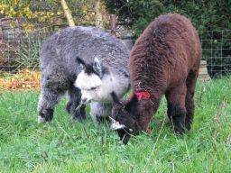 Alpaca's voor het scheren Alpaca's voor het scheren