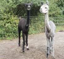 Alpaca's na het scheren Alpaca's na het scheren