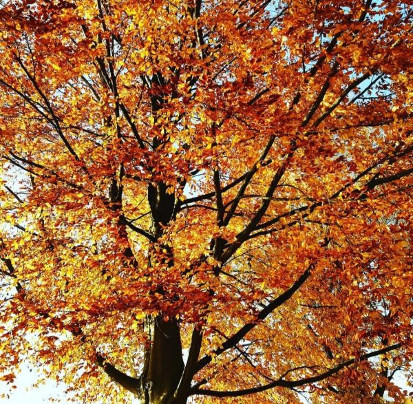 Prachtige herfstkleuren in onze beuk in de voortuin