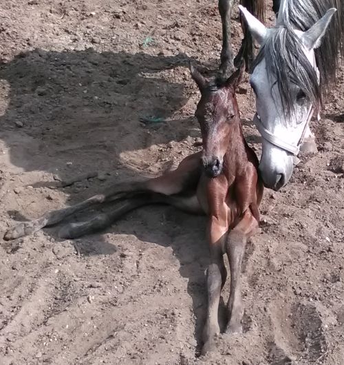 Carmen Aurelia, net geboren