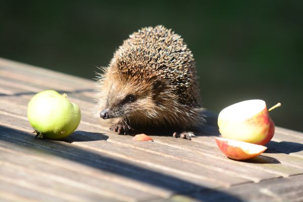 Egel die kip lekkerder vindt dan appeltjes