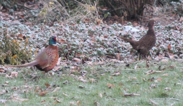 Fazanten in de voortuin