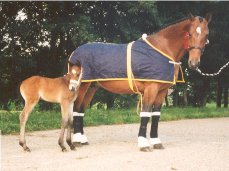 Nobby als veulen, met moeder