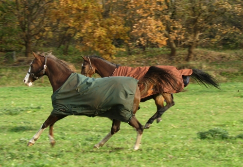 Nobby en Andra in volle galop in de wei