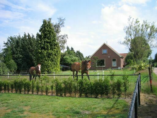 Onze paardjes voor ons huisje