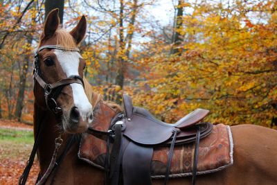 Watje in de herfst