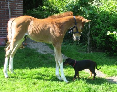Watje en Itske maken kennis