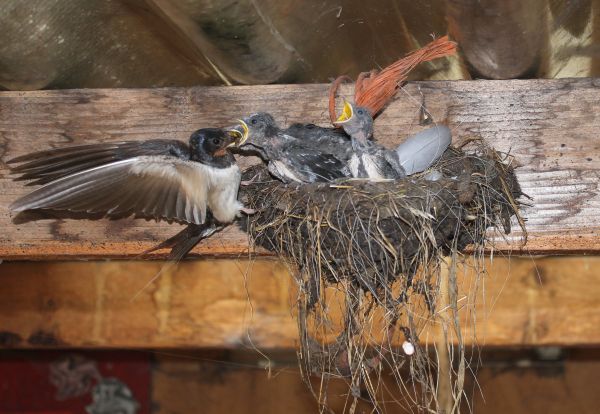 Zwaluwnest in de stal